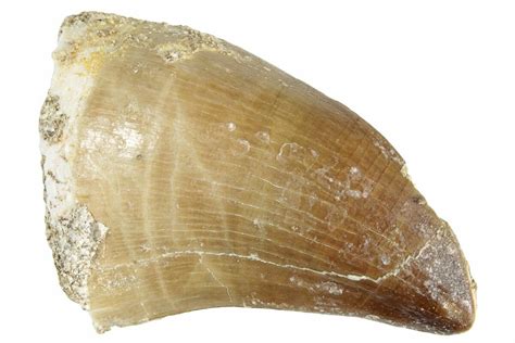 172 Fossil Mosasaur Prognathodon Tooth Morocco 286285 For Sale