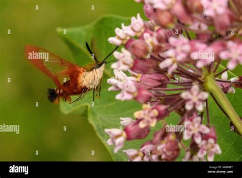 Hummingbird Clearwing Moth Hemaris Thysbe Nectaring Common Milkweed Flowers Greater Sudbury