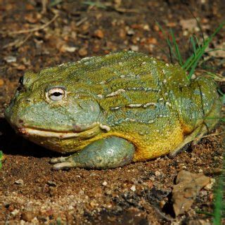 African Bullfrog Facts and Pictures