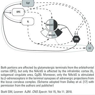 The Nucleus Accumbens Core NAcbC And Shell NAcbS Both Participate