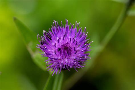 Lesser Knapweed Centaurea Nigra Naturescape Wildflower Shop