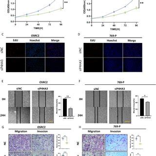 P4HA3 Knockdown Inhibits Proliferation Migration And Invasion Of