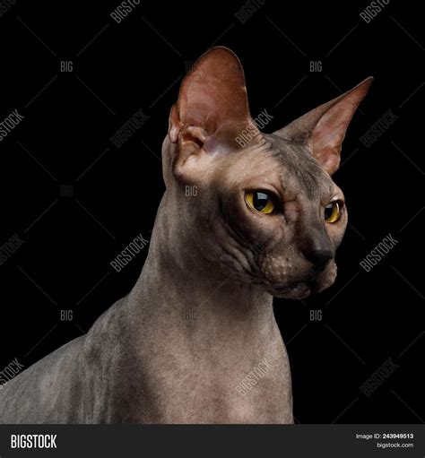 Portrait Sphynx Cat Image And Photo Free Trial Bigstock