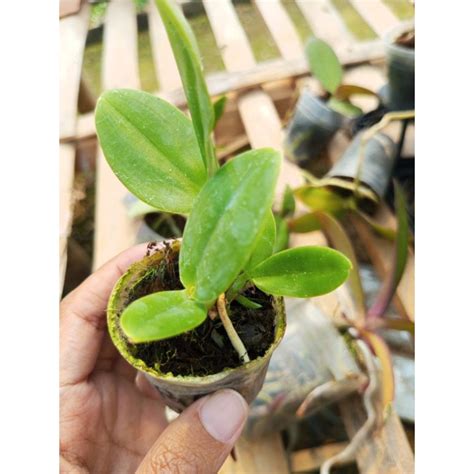 Jual Anggrek Dendrobium Besi Papua Shopee Indonesia