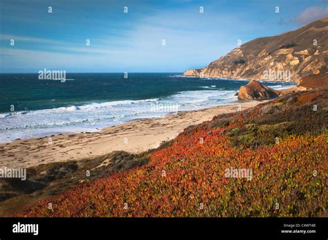 Usacaliforniabig Surred Plants By Beach Stock Photo Alamy