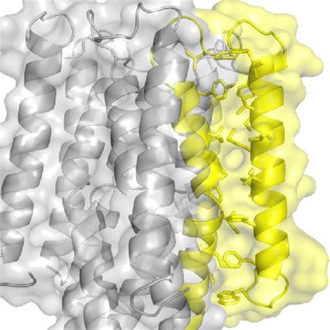 Fig S9 The Tight Hydrophobic Interaction Between Transmembrane