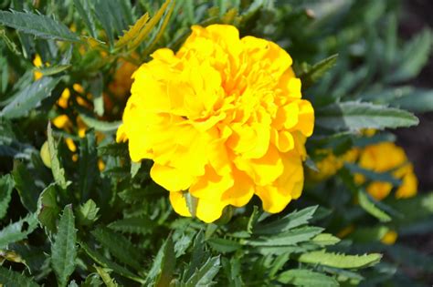 Yellow Marigold - Green Thumb Advice