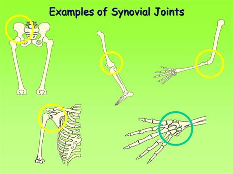 Ppt Joints Powerpoint Presentation Free Download Id 2290879