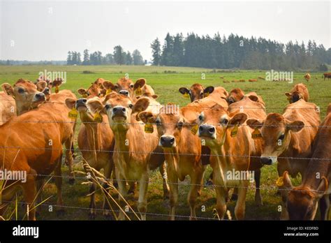 Cows Lined Up Hi Res Stock Photography And Images Alamy