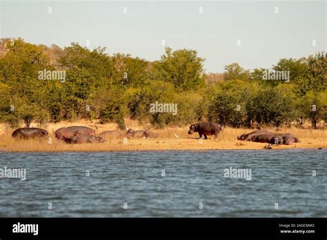 Hippos Hippopotamus Amphibius On Shore Lake Kariba Zimbabwe Stock