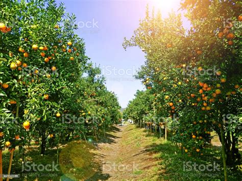 Landscape Of Orange Farm In Thailand Stock Photo Download Image Now