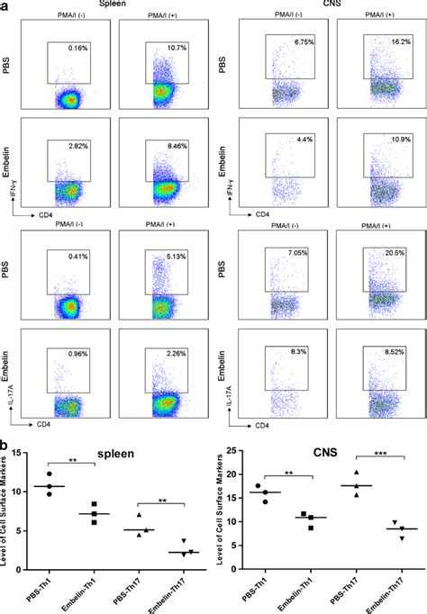 EB Restricted T Cell Responses Ex Vivo A Flow Cytometry Analysis Of