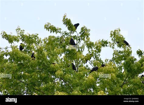 Muster Of Crows Hi Res Stock Photography And Images Alamy
