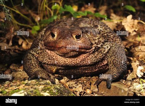 El Sapo N Europeo Bufo Bufo Spinosus Sentado En El Suelo Italia