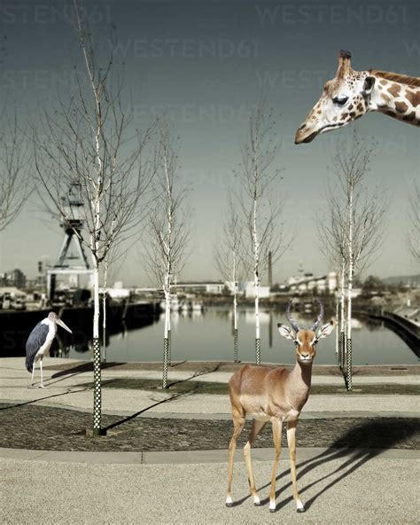 Wildtiere In Der Stadt Komposit Lizenzfreies Stockfoto