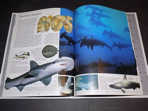 Free clip shark book, Download Free clip shark book png images, Free ClipArts on Clipart Library