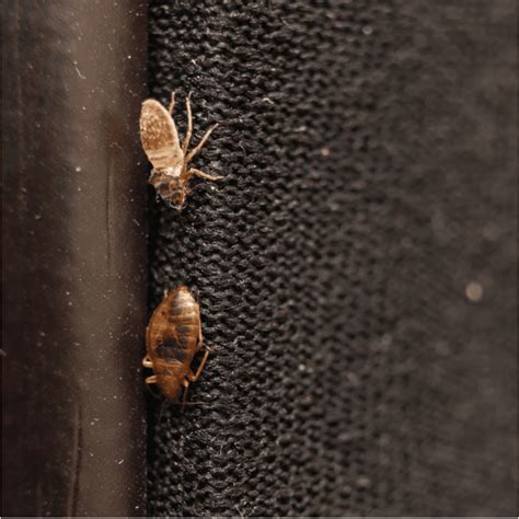 7 Signs You Have A Bed Bug Infestation Cramer Pest Control