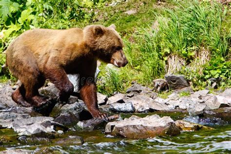 Alaska Brown Grizzly Bear Looking for Salmon Stock Photo - Image of ...