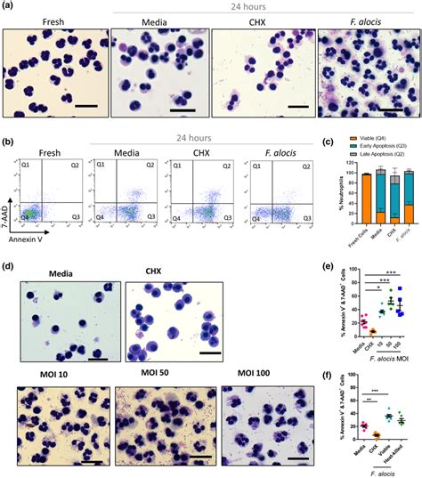 Filifactor Alocis Delays Neutrophil Apoptosis A D Nuclear Download Scientific Diagram