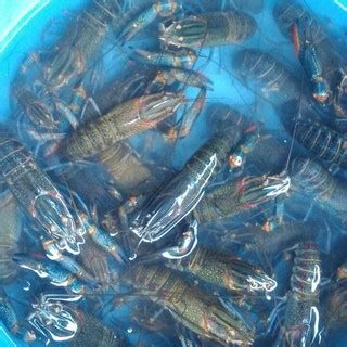 Bibit Lobster Air Tawar Red Claws Shopee Indonesia