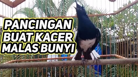 Pancingan Kacer Malam Hari Bikin Kacer Bahan Cepat Bunyi Dan Gacor