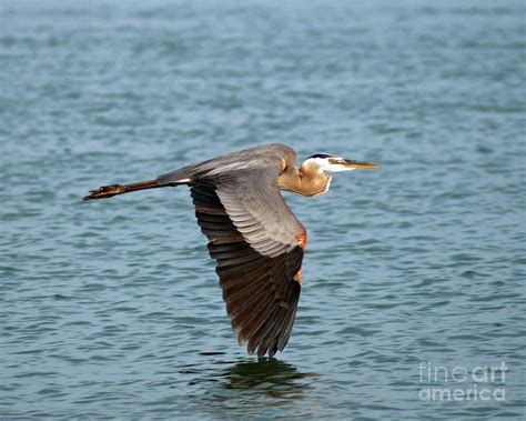 Great Blue Heron In Flight Photograph By Stephen Whalen Fine Art America