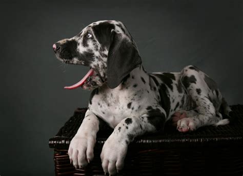 Great Dane Puppy Care 101 Hello Danes