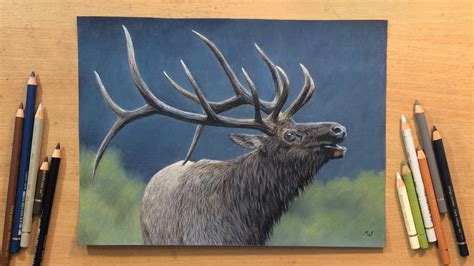 Elk Drawing In Colored Pencil YouTube