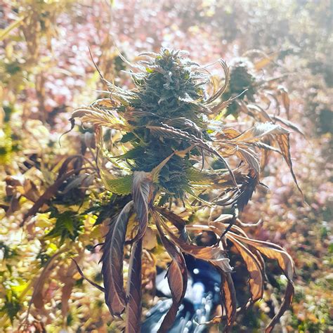 Canuk Seeds Bubba Kush grow journal harvest22.2 by - GrowDiaries