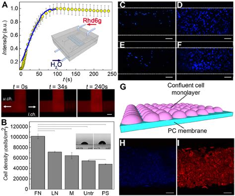 On Chip Formation Of A Confluent Monolayer Of Renal Tubule Cells A