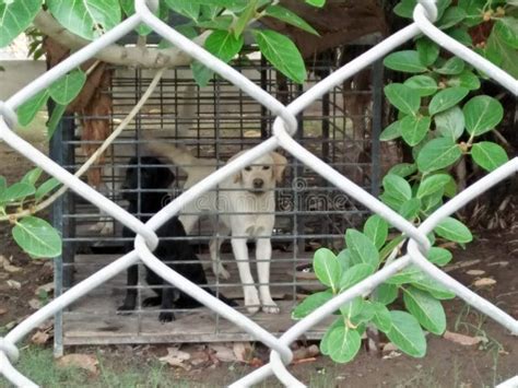 ¿deben Los Perros Ser Enjaulados Imagen De Archivo Imagen De