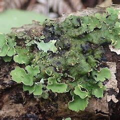 Crocodia Aurata New Zealand Plant Conservation Network