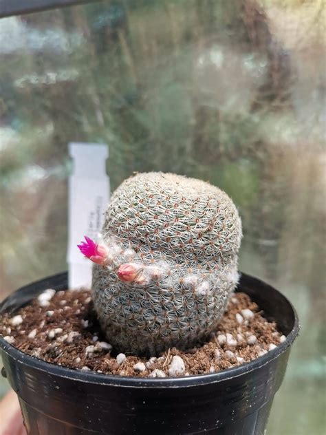 Mammillaria Huitzilopochtli Siracactus Cactus In Vendita Online