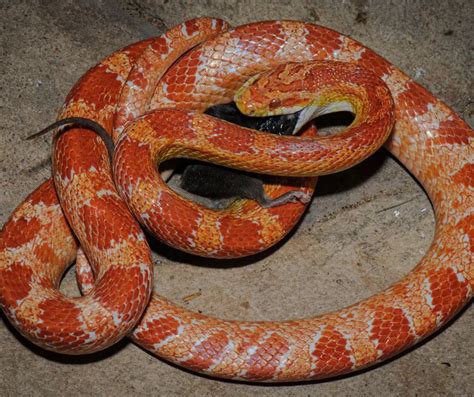 Do Corn Snakes Constrict