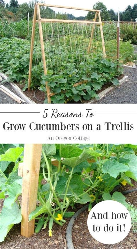 Whytogrowcucumbersonatrellisandhowtogrowcucumbersvertically