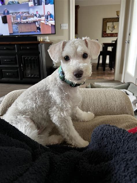 Meet Rip, My poodle/schnauzer mix : r/SupermodelDogs