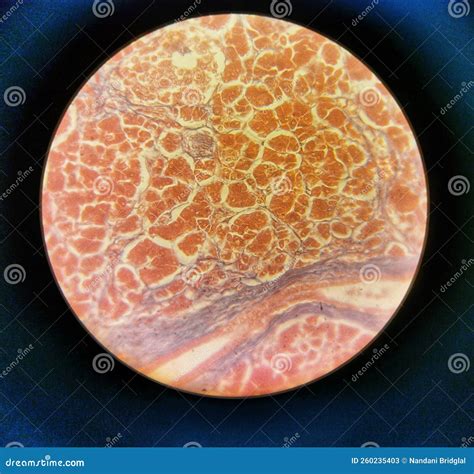 Pancreas Cross Section Stock Image Image Of Circle 260235403