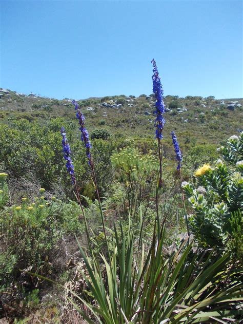 Pin By Renee On Indigenous Garden South African Flowers African