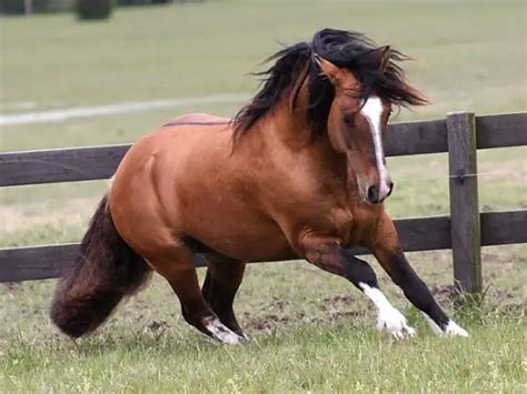 Cavalo Crioulo Caracter Sticas Animais Cultura Mix