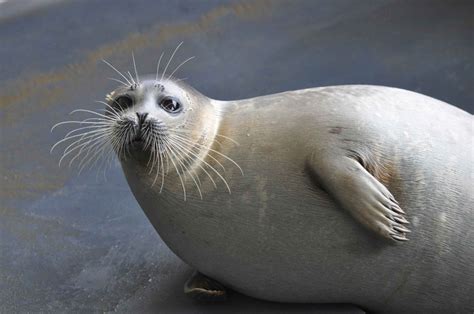 Caspian Seal – Pinniped