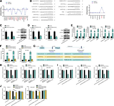 LncRNA RGMB AS1 Facilitates Pancreatic Cancer Cell Proliferation And