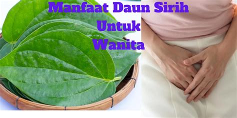 Manfaat Daun Sirih Untuk Kesehatan Wanita Dan Cara Menggunakannya