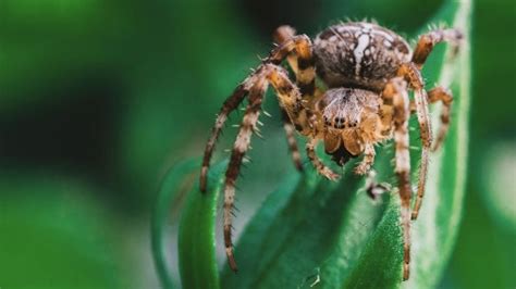 scariest spider ever seen : Related Stories about scariest spider ever seen | Times Knowledge India