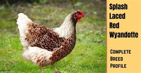Blue Laced Gold Wyandotte Chicken Breed Information