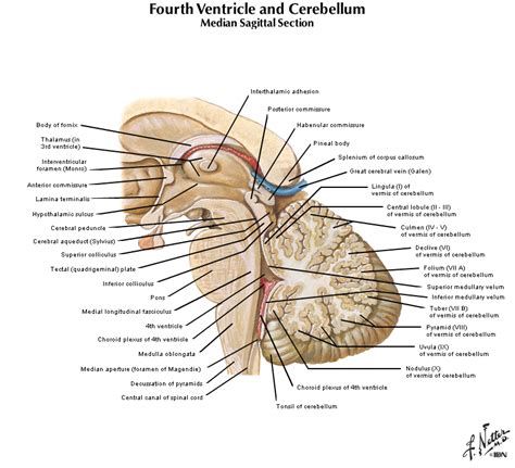 Duke Neurosciences - Lab 2: Spinal Cord & Brainstem: Surface and ...