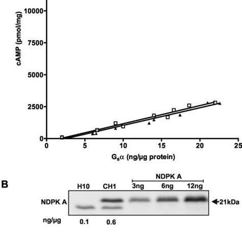 Lack Of Effect Of Ndpk A On G S Mediated Camp Accumulation A The