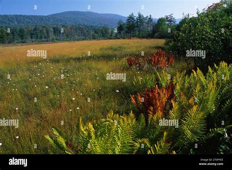 Round Glade Highlands Scenic Highway Cranberry Glades Botanical Area Monongahela National