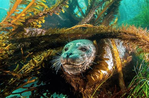 Scuba Diving California's Channel Islands Kelp Forest