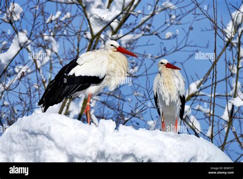 White Storks Ciconia Ciconia Couple Standing On Snowy Nest