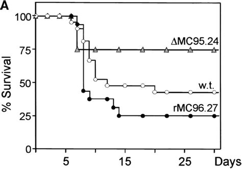 Reduced Virulence And Replication Capacity Of The M152 Deletion Mutant